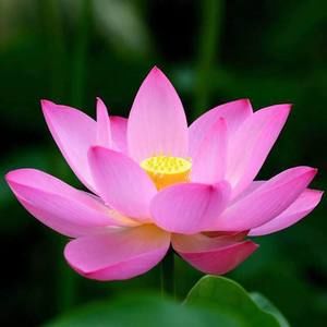 Meet your Posher, Hoa kim